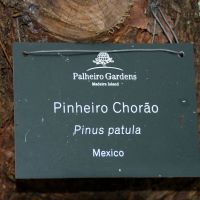 Palheiro Gardens Madeira