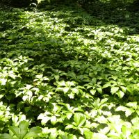 Pachysandra terminalis ‘Green Carpet’ – Runianka japońska
