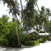 Zieleń Maafushi - Malediwy