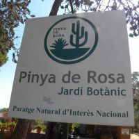Pinya de Rosa - Blanes - Katalonia