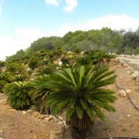 Botanicactus - Majorka