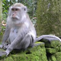 Małpi Las - Sangeh - Bali