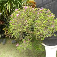 Duta Orchid Garden - Denpasar - Bali