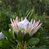 Botanical Garden - Stellenbosch - RPA