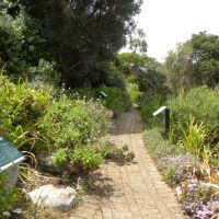 Ogród botaniczny Kirstenbosch - Kapsztad - RPA