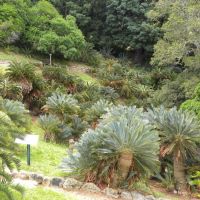 Ogród botaniczny Kirstenbosch - Kapsztad - RPA