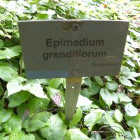 Ogród Botaniczny - Berlin