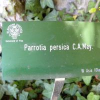 Ogród Botaniczny - Pisa 