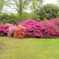 Kew Gardens - Anglia