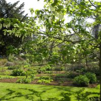 Chelsea Physic Garden - Anglia