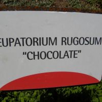 Eupatorium rugosum 'Chocolate'