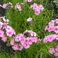 Phlox paniculata 'Compact Rose'