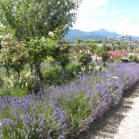 Giardino della Rosa - Ronzone - Trentino