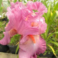 Iris germanica 'Rosa Nova'