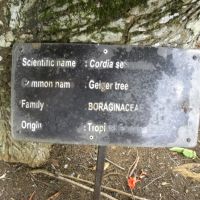 Sir Seewoosagur Ramgoolam Botanic Garden - Mauritius