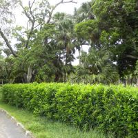 Balfour Garden - Beau Bassin-Rose Hill - Mauritius