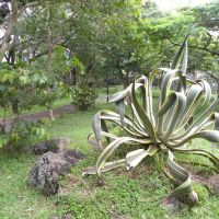 Balfour Garden - Beau Bassin-Rose Hill - Mauritius