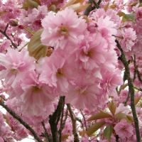 Prunus serrulata ‘Kanzan’