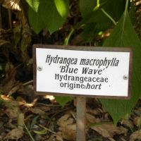 Hydrangea macrophylla Blue Wave