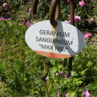 Geranium Max Frei