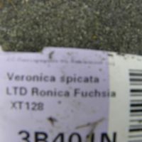 Veronica spicata ‘Ronica Fuchsia’