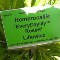Hemerocallis 'EveryDaylily Rose'