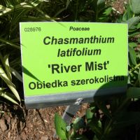 Chasmanthium latifolium ‘River Mist’ - Obiedka szerokolistna