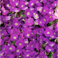 Aubierta cultorum Axcent Lilac - Żagwin ogrodowy