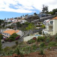 Zieleń Funchal - Madera